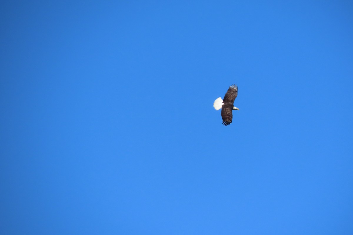 orel bělohlavý - ML643249965