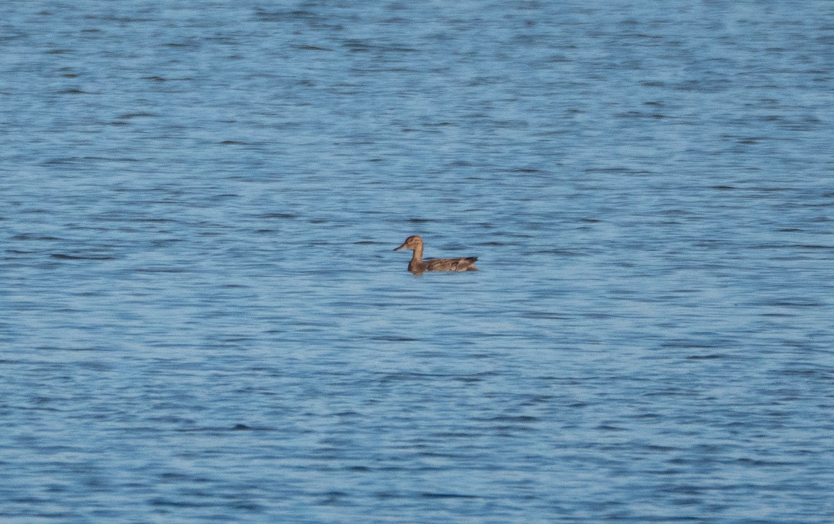 Mallard (Domestic type) - ML643249975