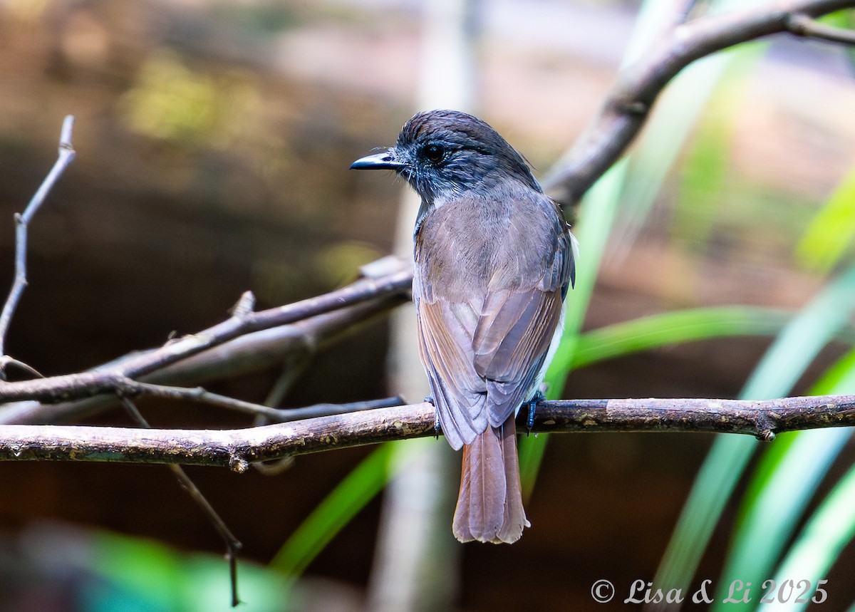 Sumba Jungle Flycatcher - ML643249976