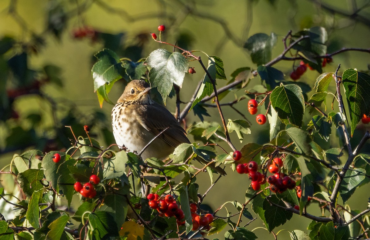Einsiedler-Musendrossel - ML643249987