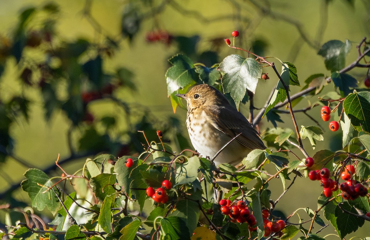 Einsiedler-Musendrossel - ML643249988