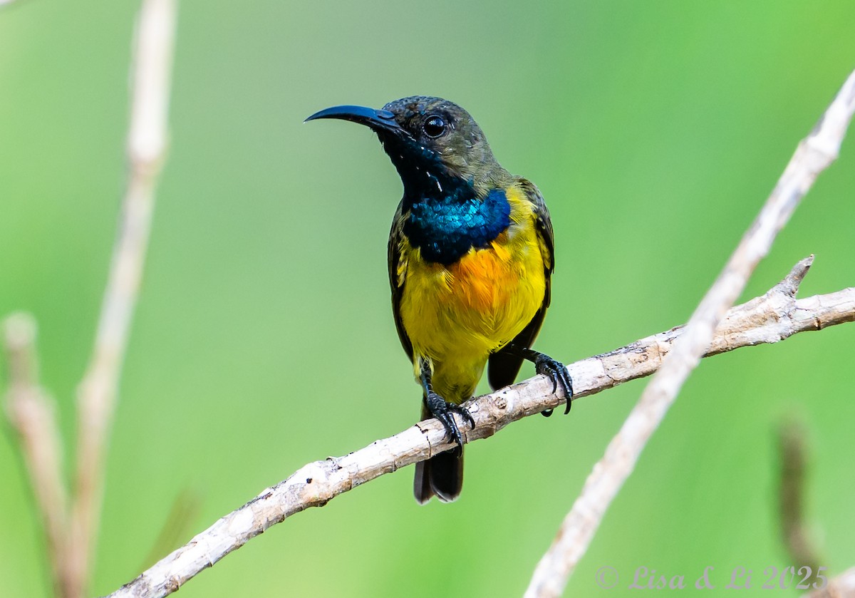 Apricot-breasted Sunbird - ML643249991