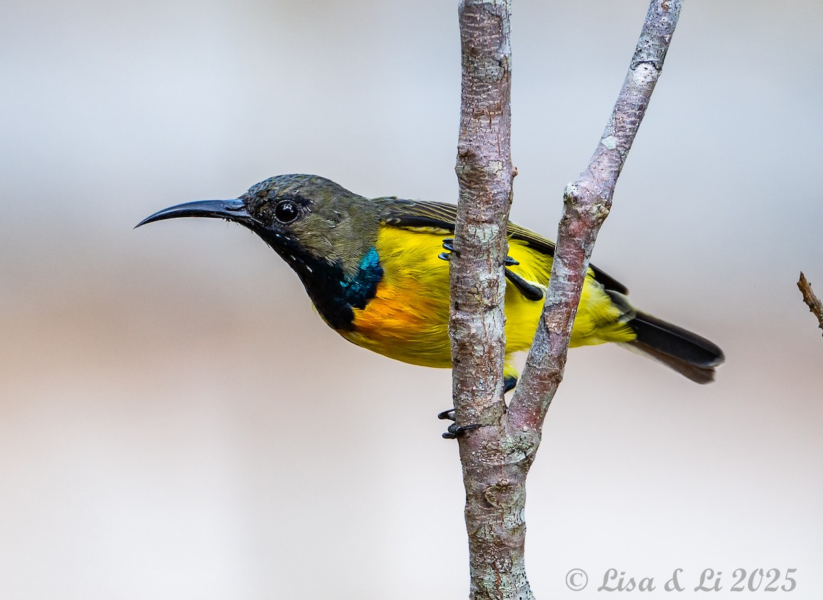 Apricot-breasted Sunbird - ML643249992