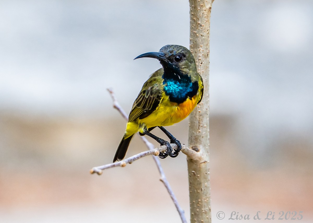 Apricot-breasted Sunbird - ML643249993