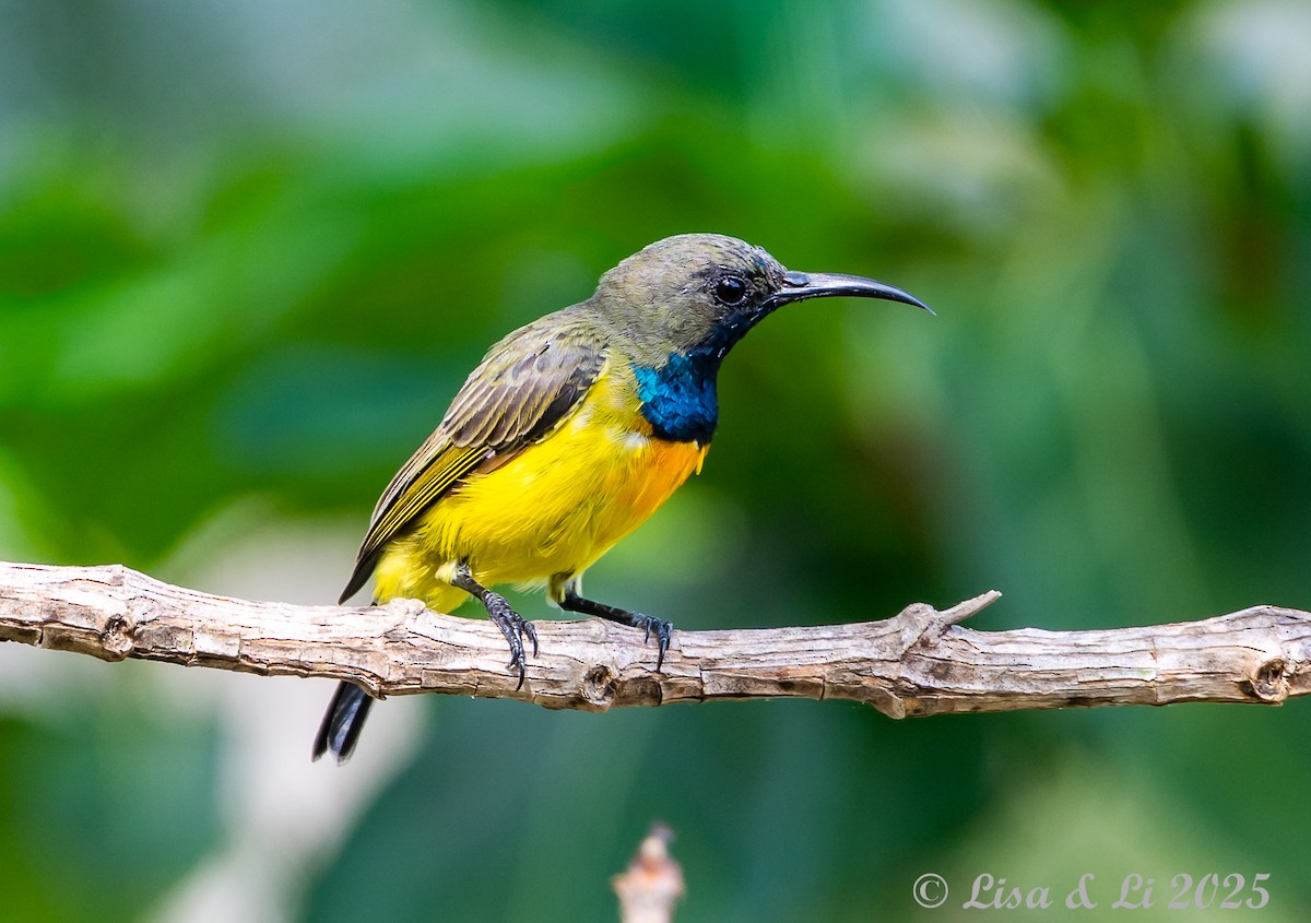 Apricot-breasted Sunbird - ML643249994
