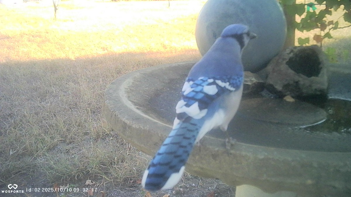 Blue Jay - ML643249997