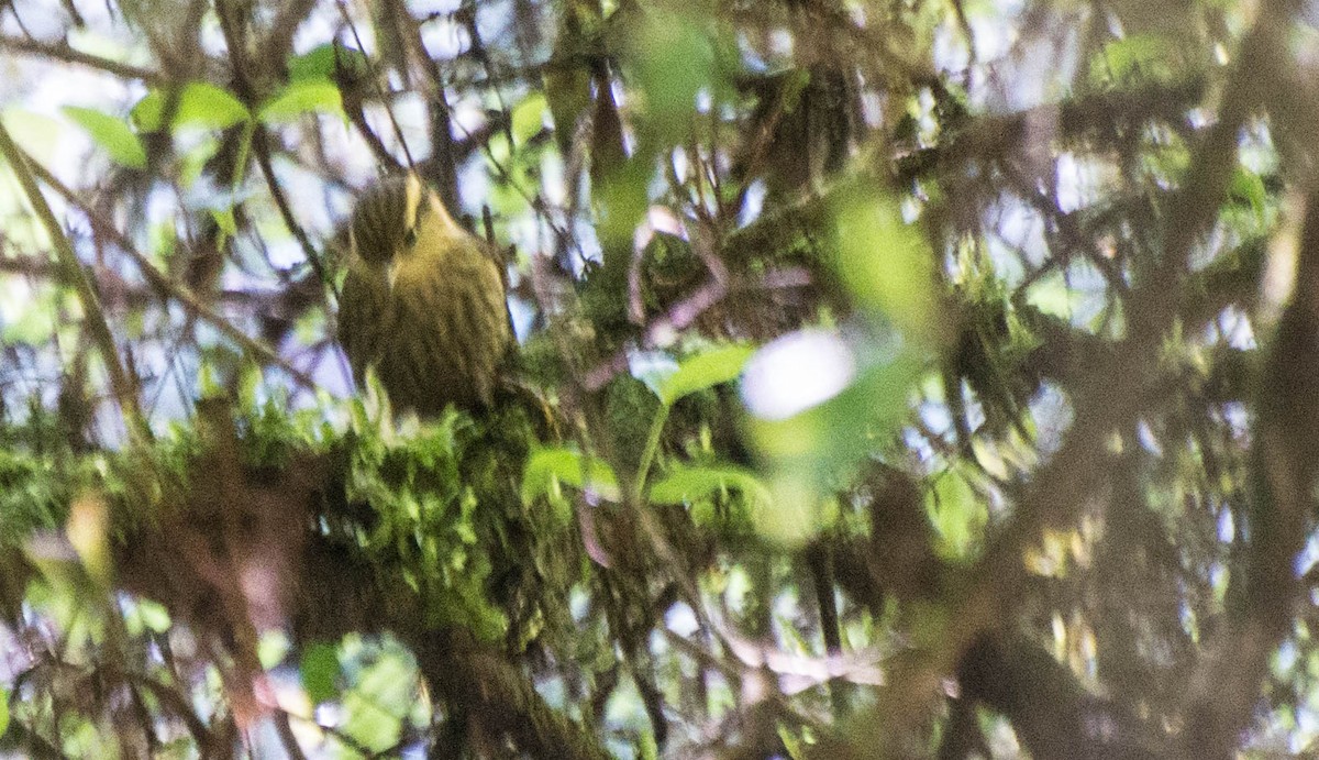 Sharp-billed Treehunter - ML643250008