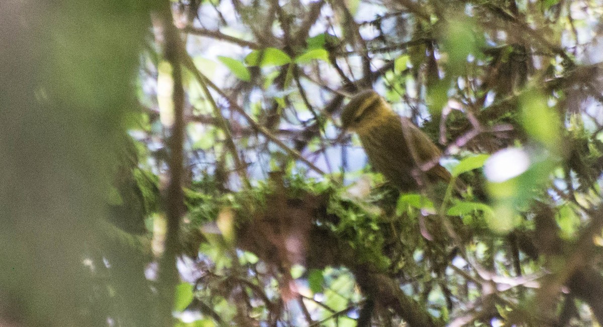 Sharp-billed Treehunter - ML643250009