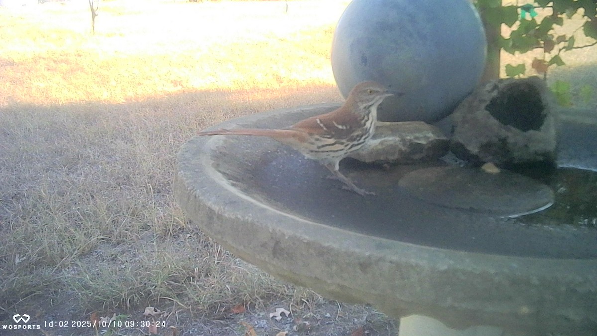 Brown Thrasher - ML643250011