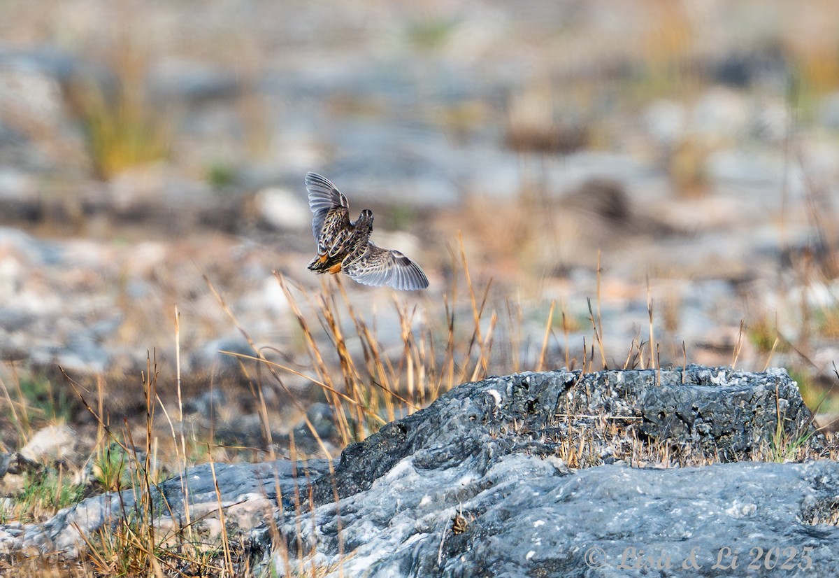 Sumba Buttonquail - ML643250012