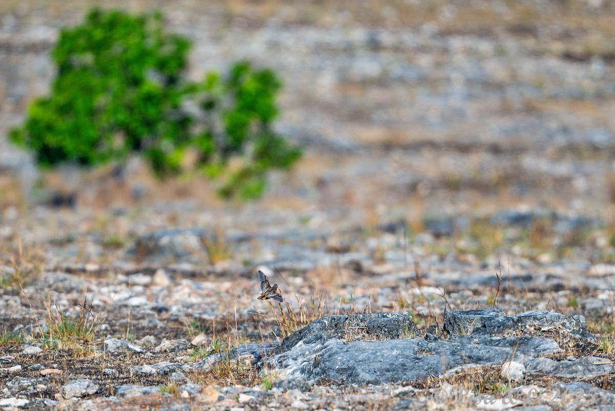 Sumba Buttonquail - ML643250013