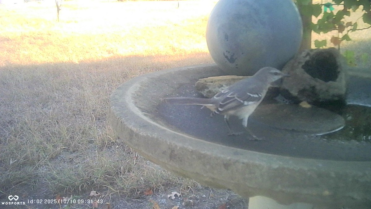 Northern Mockingbird - ML643250022