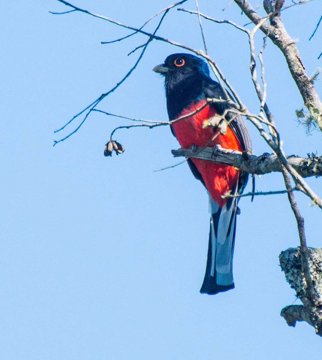 Surucua Trogon - ML643250029