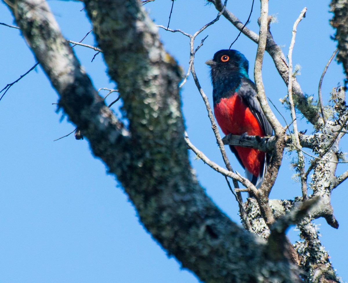Surucua Trogon - ML643250030
