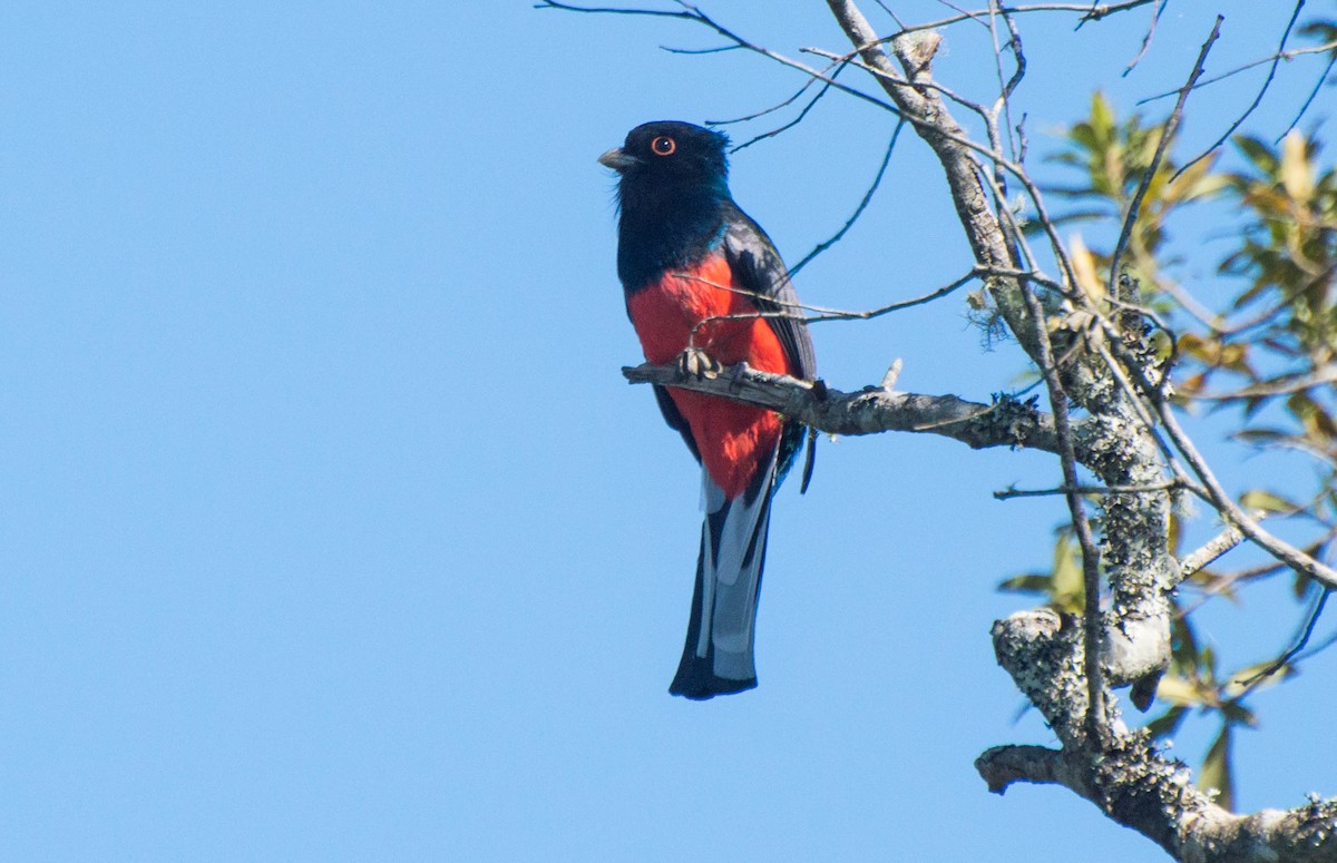 Surucua Trogon - ML643250031