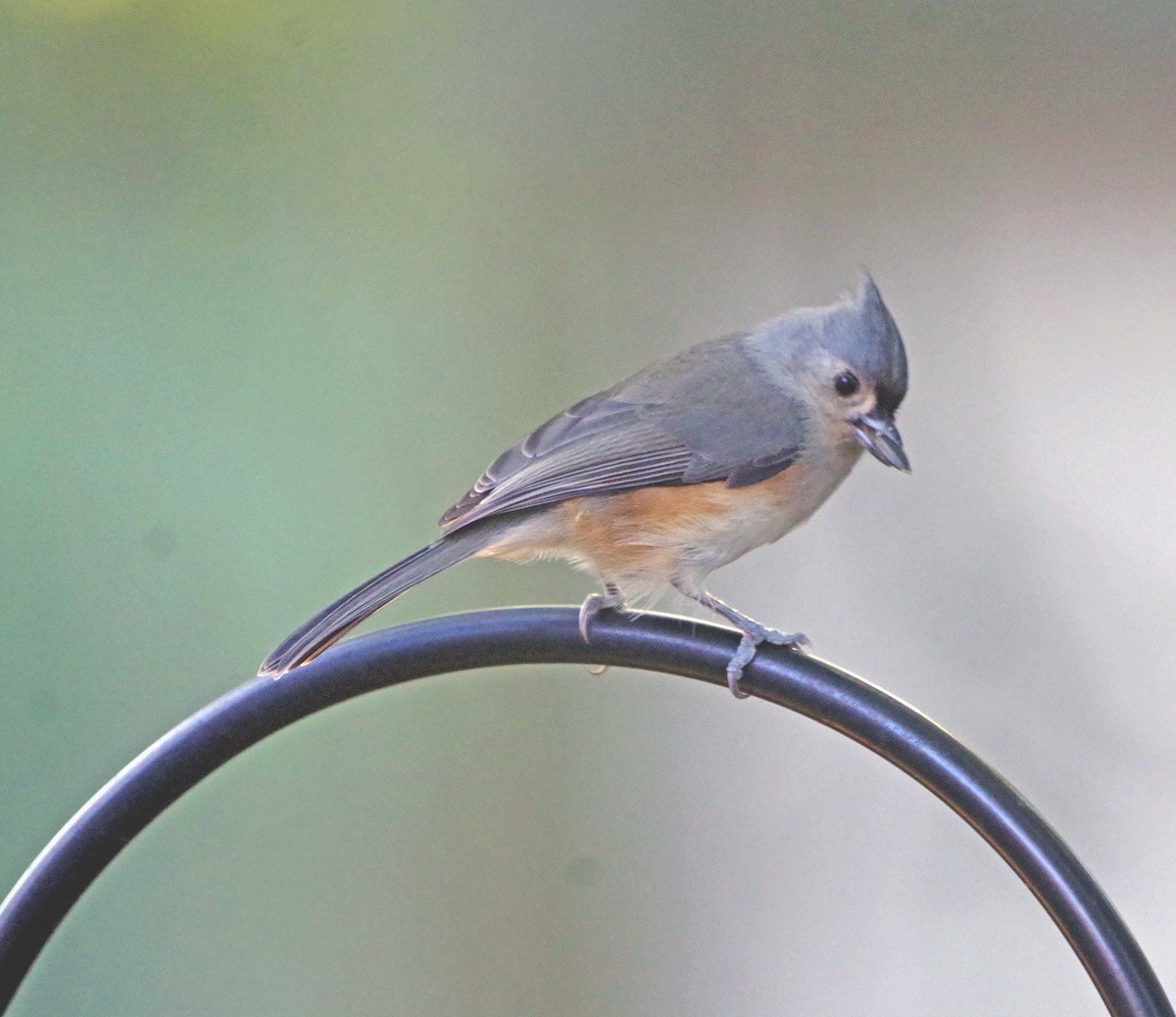Mésange bicolore - ML643250047
