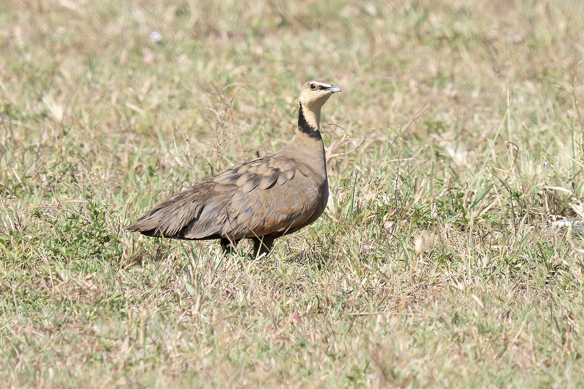 Yellow-throated Sandgrouse - ML643250051