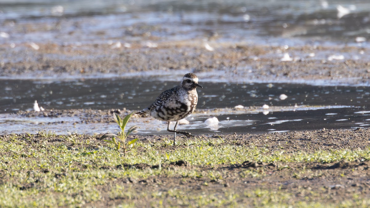 kulík hnědokřídlý - ML643250059