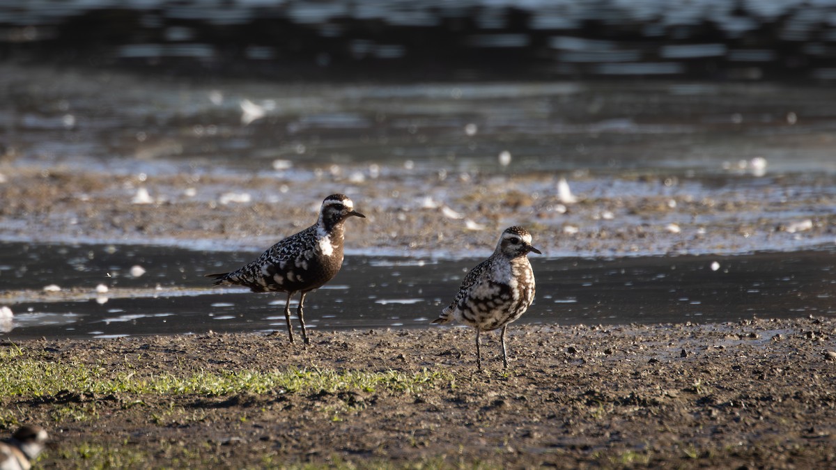 kulík hnědokřídlý - ML643250060