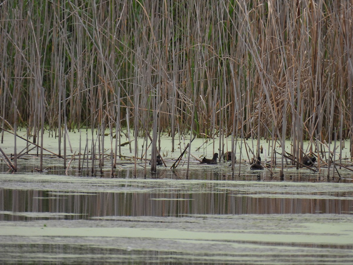 Common Gallinule - ML643250064