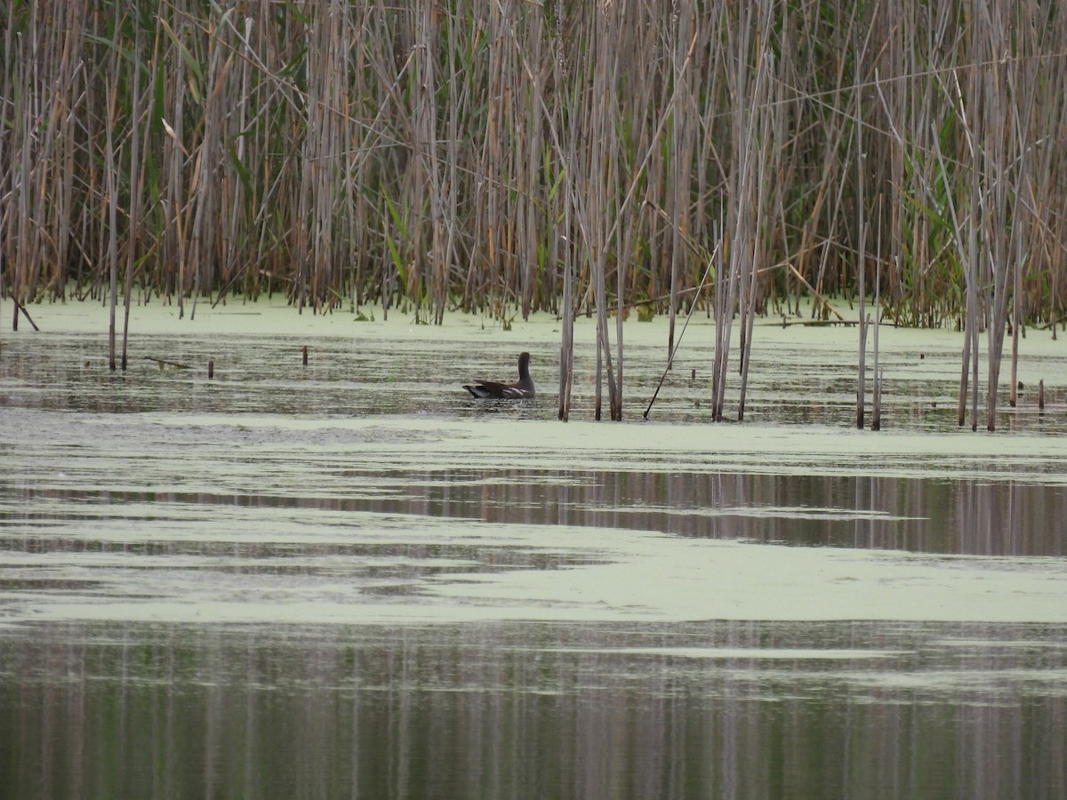 Common Gallinule - ML643250065