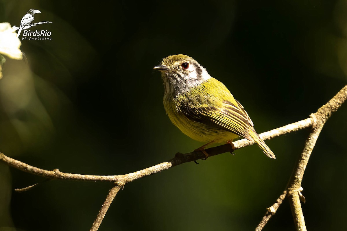 Eared Pygmy-Tyrant - ML643250092