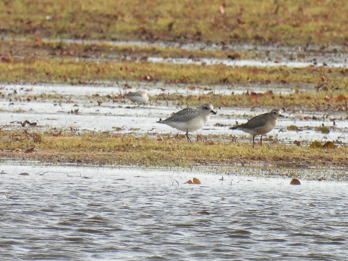American Golden-Plover - ML643250100