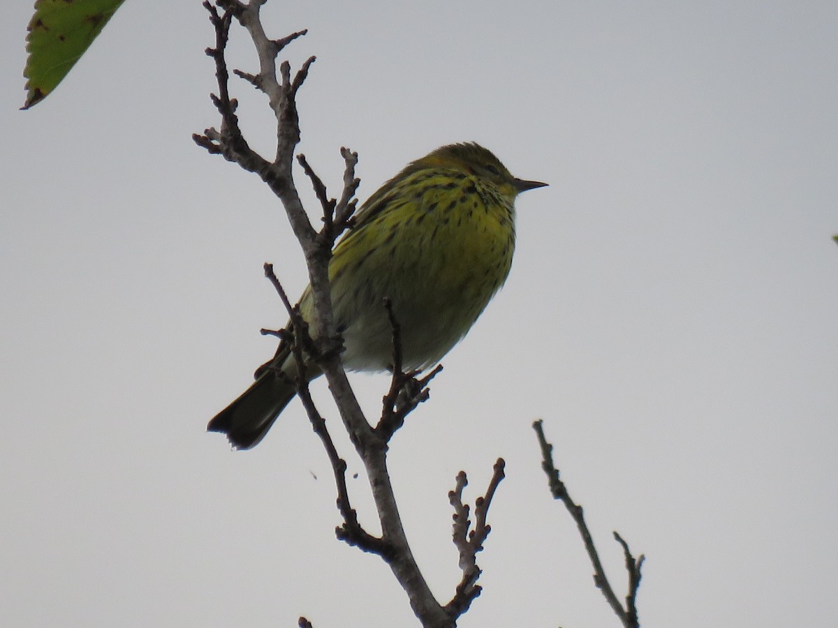 Cape May Warbler - ML643250106