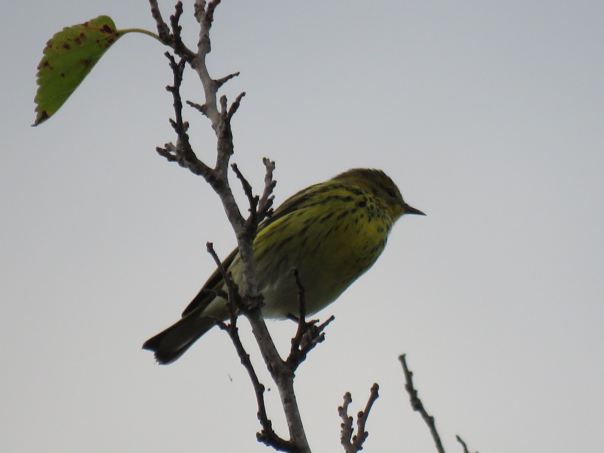 Cape May Warbler - ML643250107