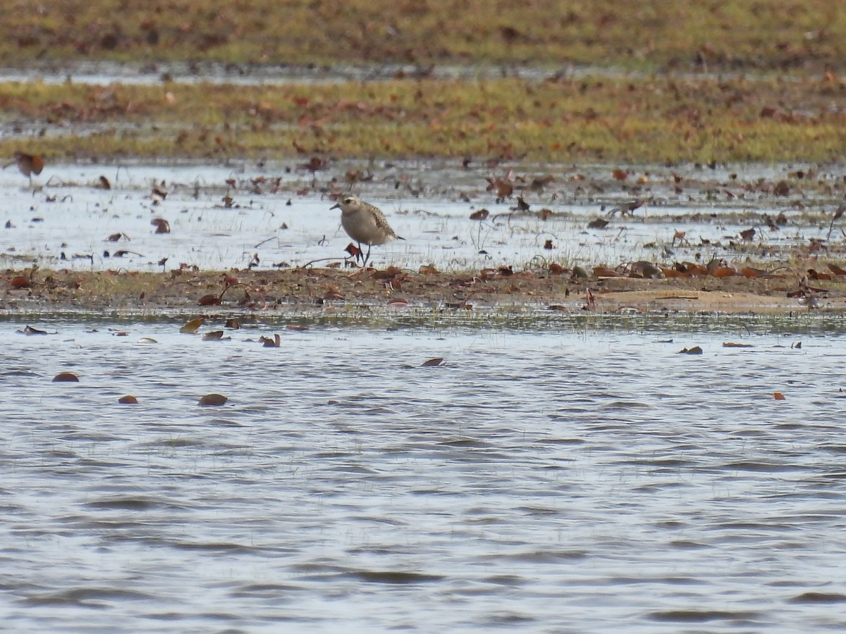 American Golden-Plover - ML643250111