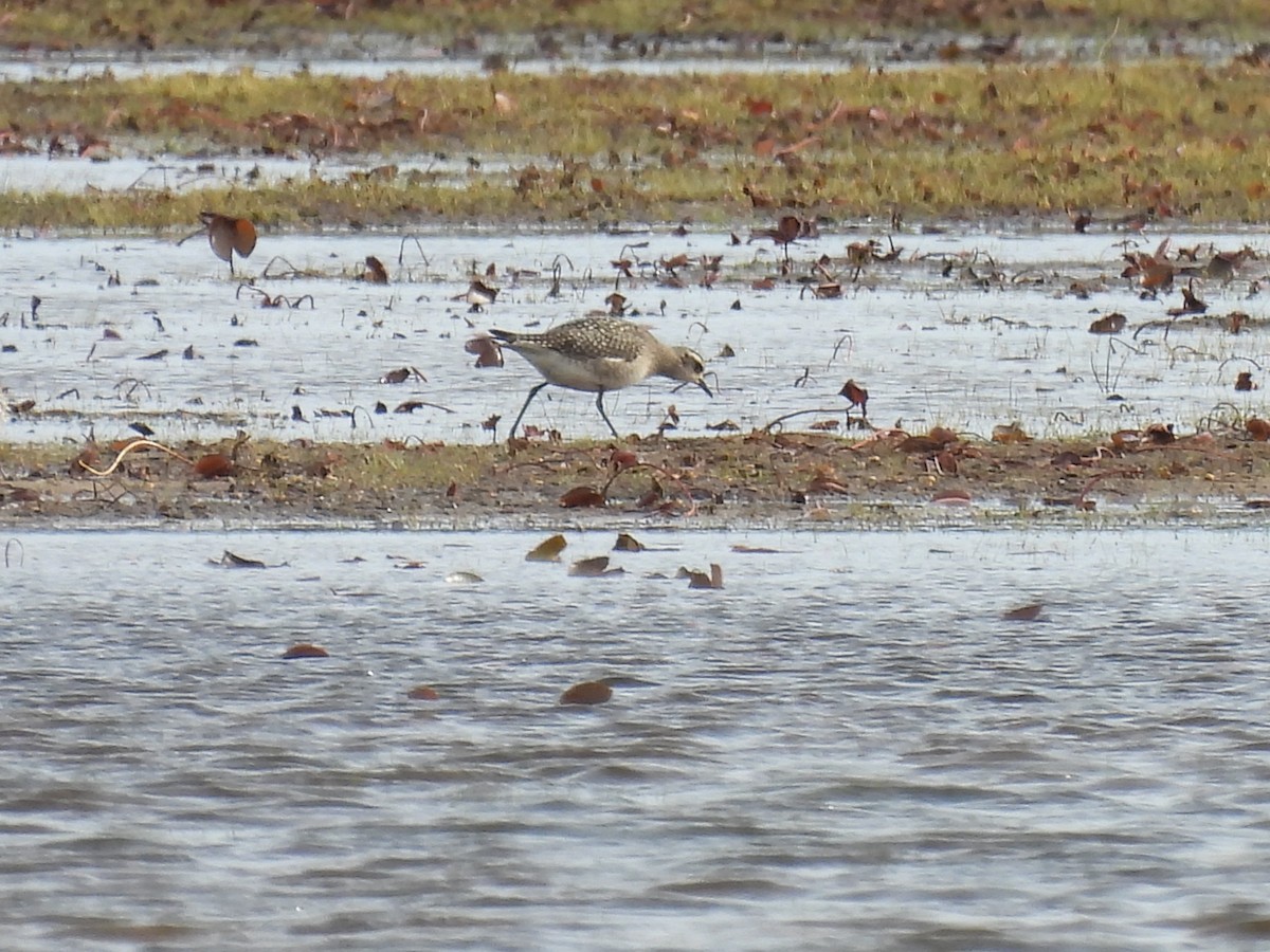 American Golden-Plover - ML643250112