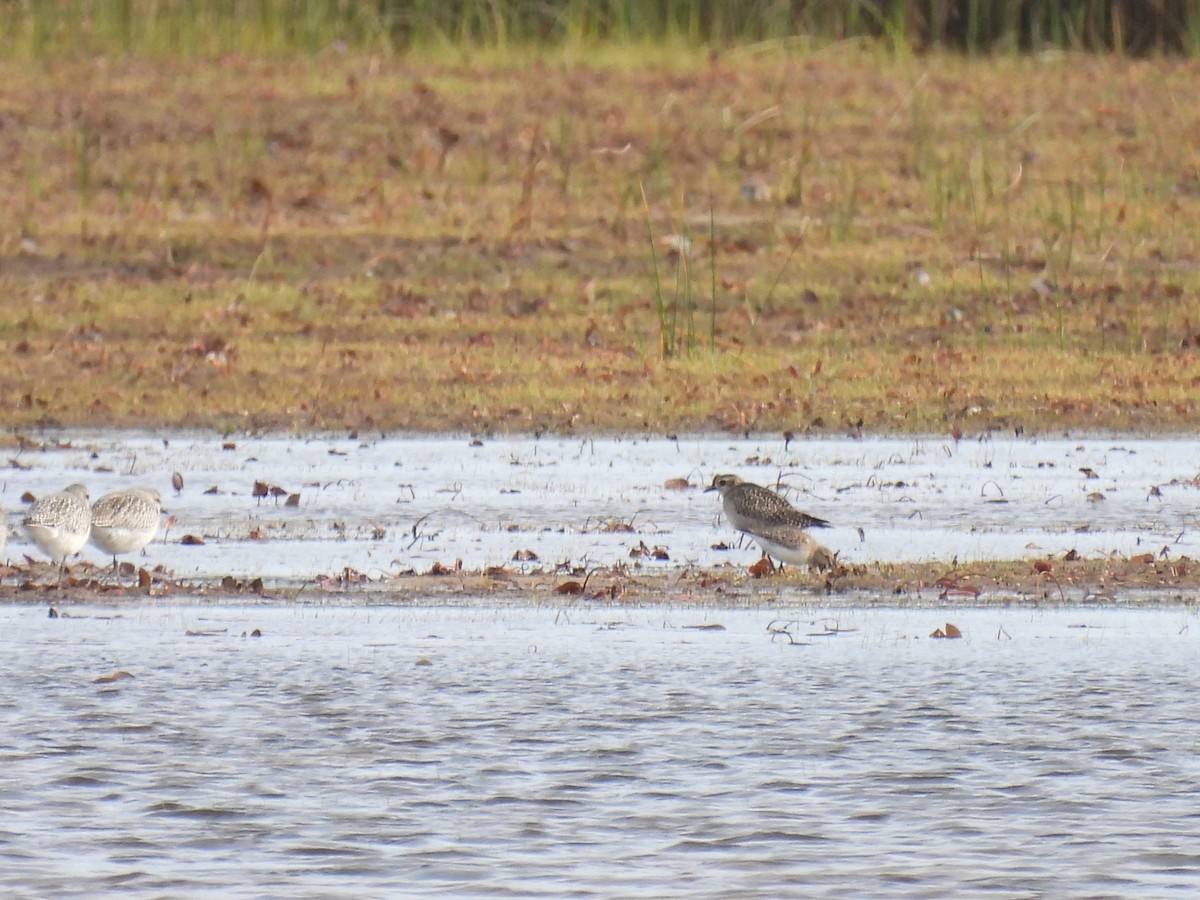 American Golden-Plover - ML643250126