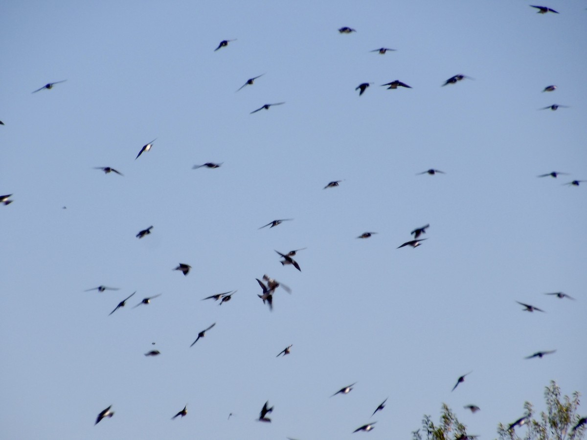 Tree Swallow - ML643250147