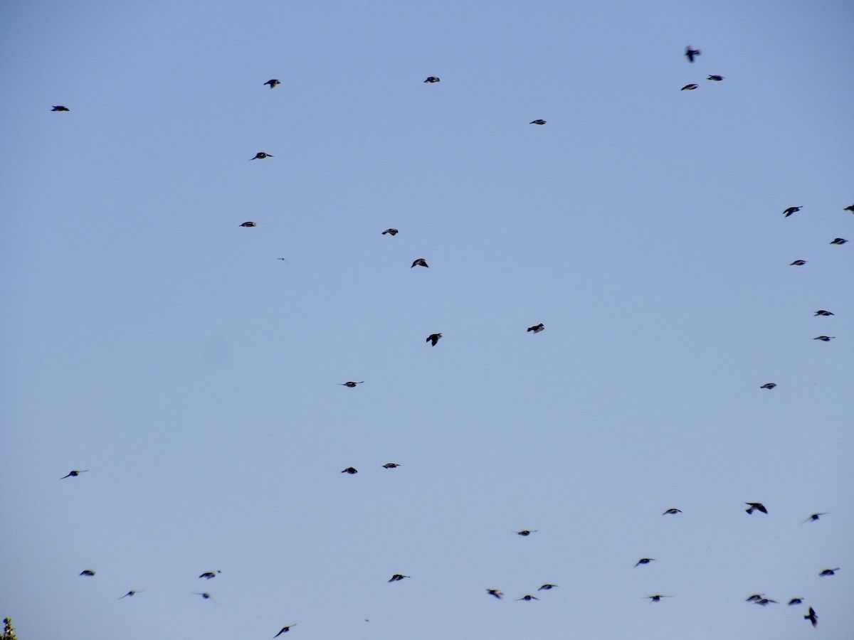Tree Swallow - ML643250148