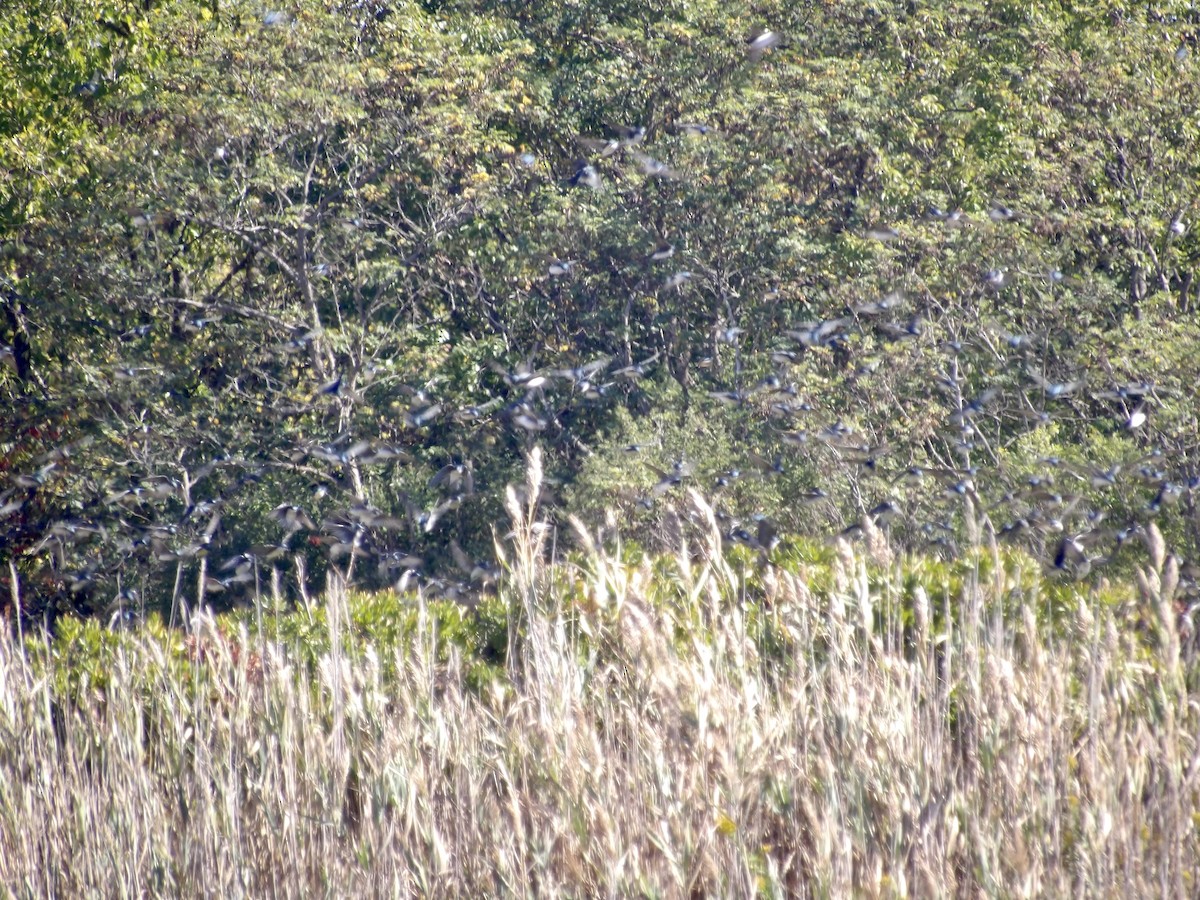 Tree Swallow - ML643250152