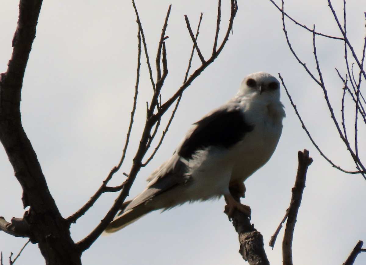 White-tailed Kite - ML643250154