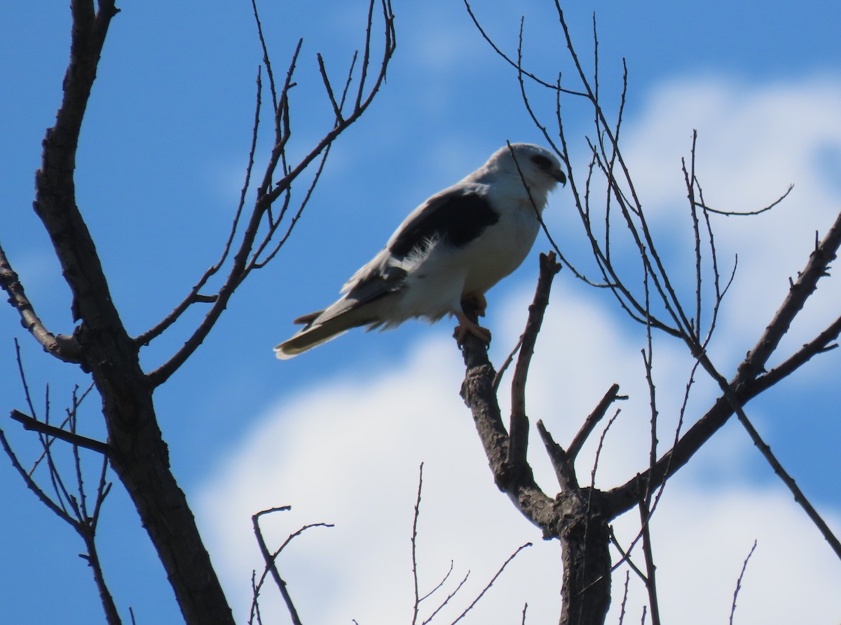 White-tailed Kite - ML643250155