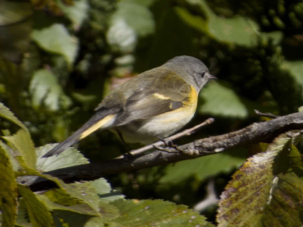 American Redstart - ML643250158