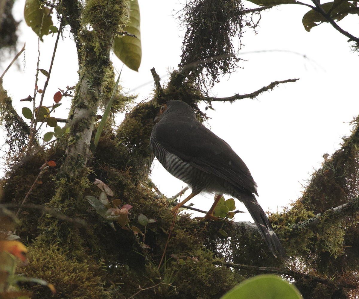 Barred Forest-Falcon - ML643250162