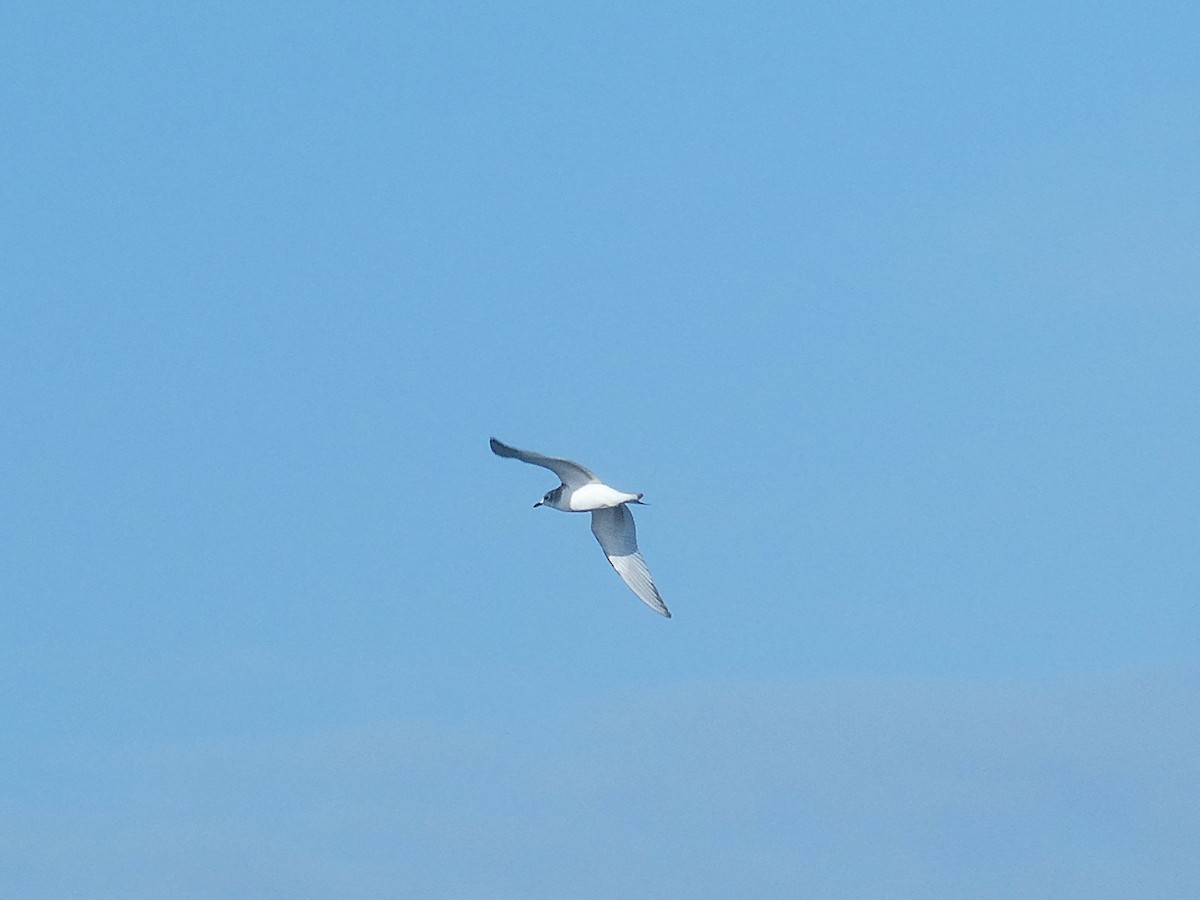 Sabine's Gull - ML643250170