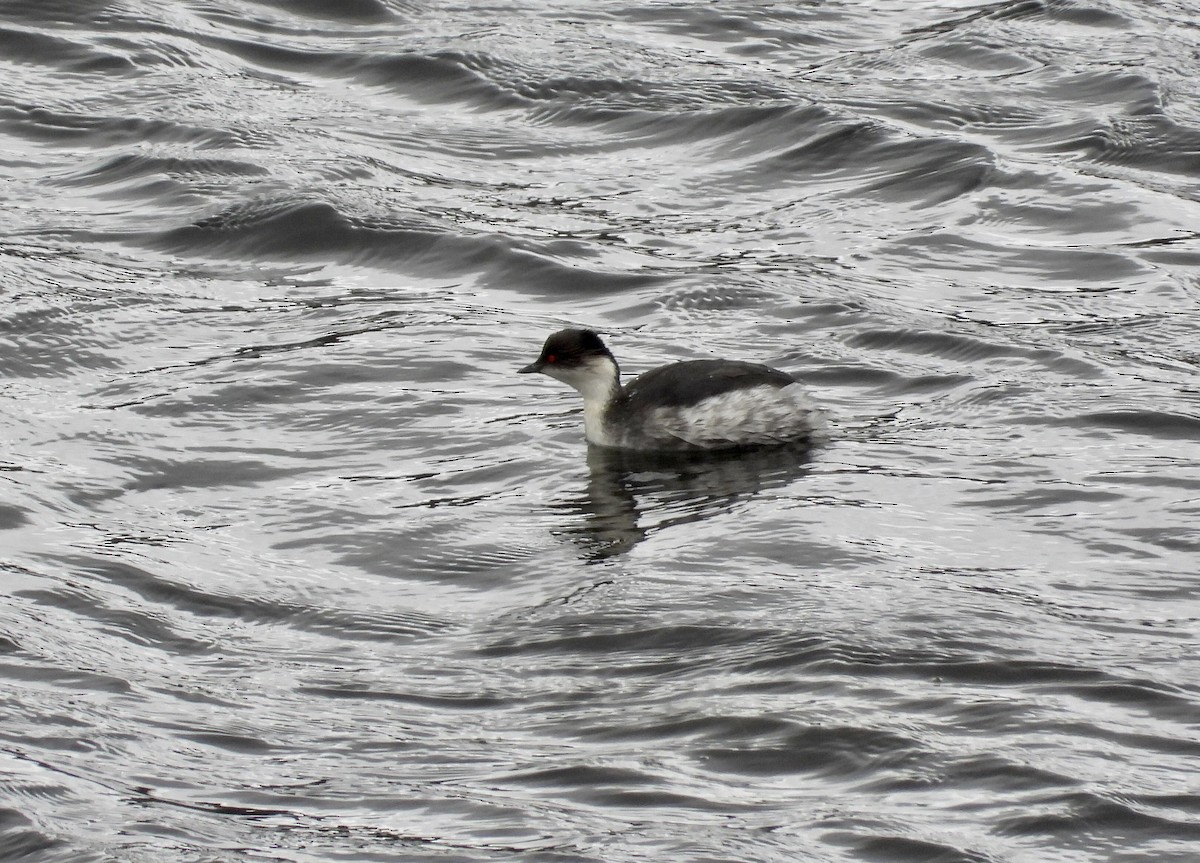 Silvery Grebe - ML643250175