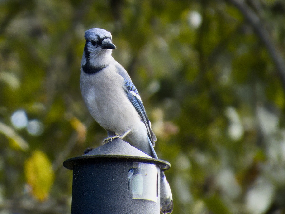Blue Jay - ML643250191