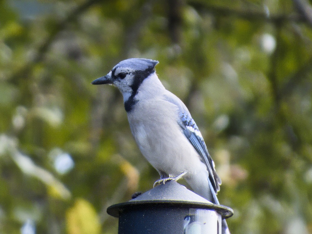 Blue Jay - ML643250192