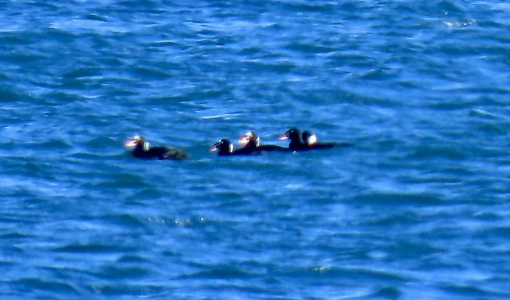 Surf Scoter - ML643250209