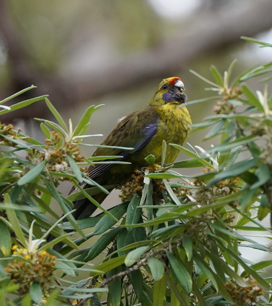 Green Rosella - ML643250211