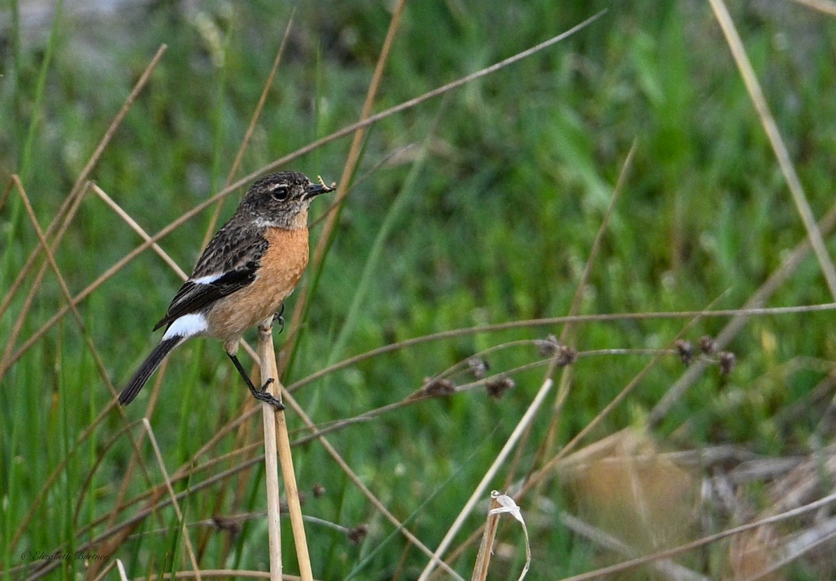 African Stonechat (African) - ML643250226