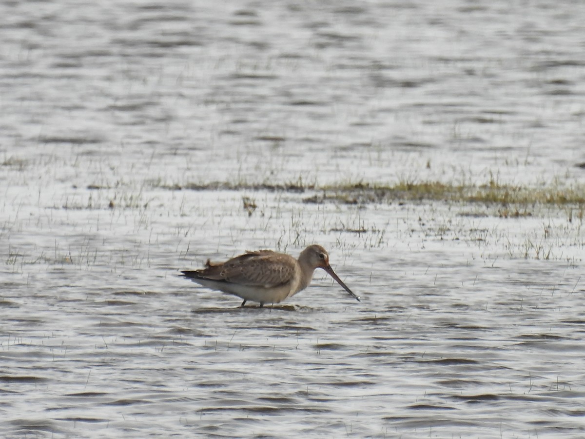 Hudsonian Godwit - ML643250227