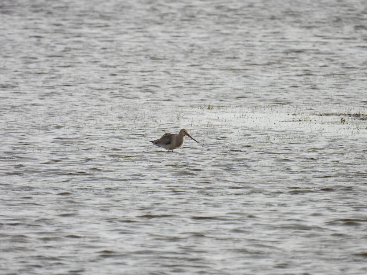 Hudsonian Godwit - ML643250228
