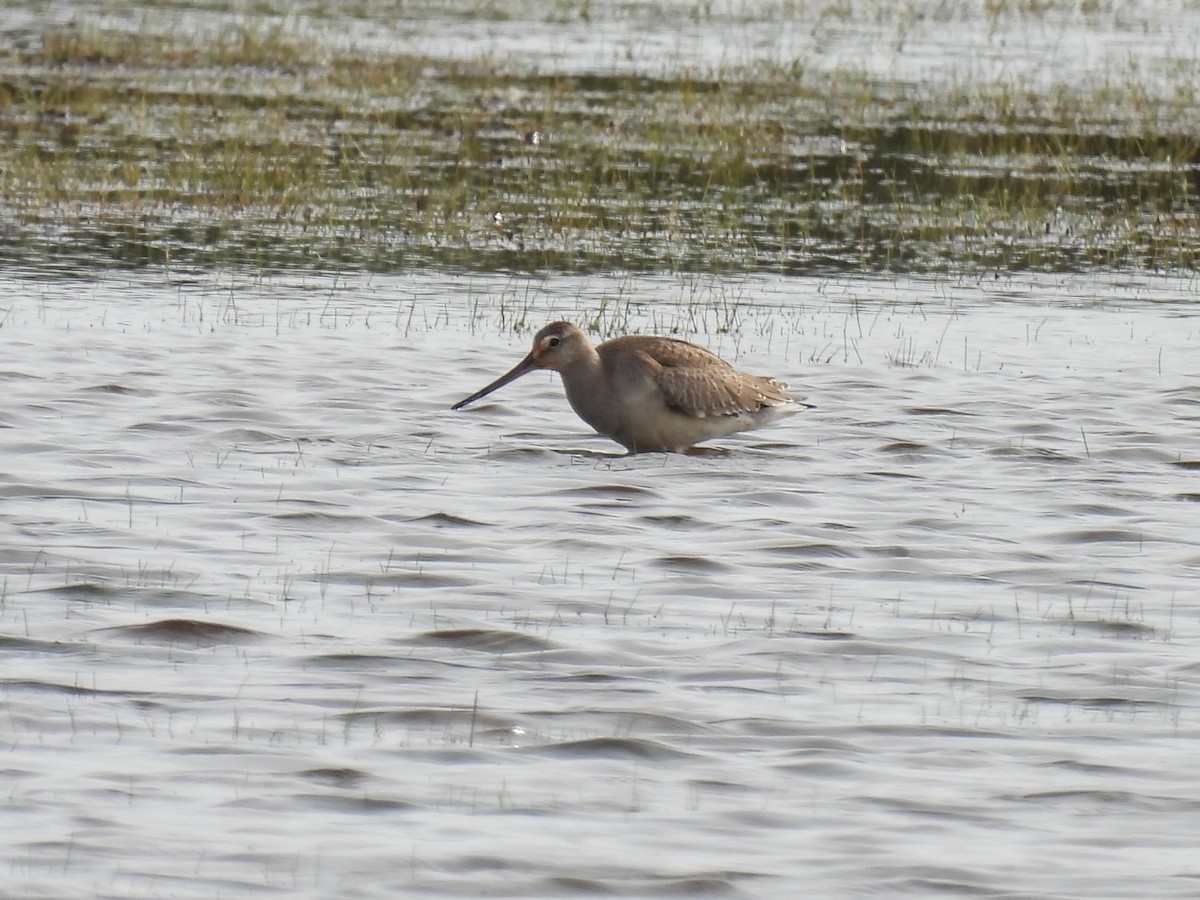 Hudsonian Godwit - ML643250229