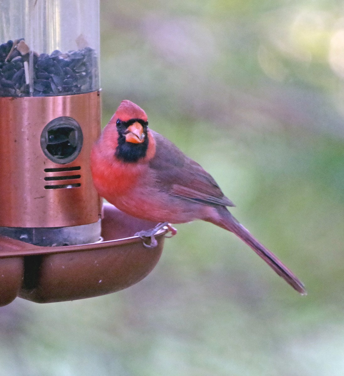 Cardinal rouge - ML643250235